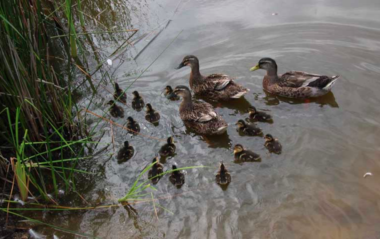 Canrards et leurs canetons