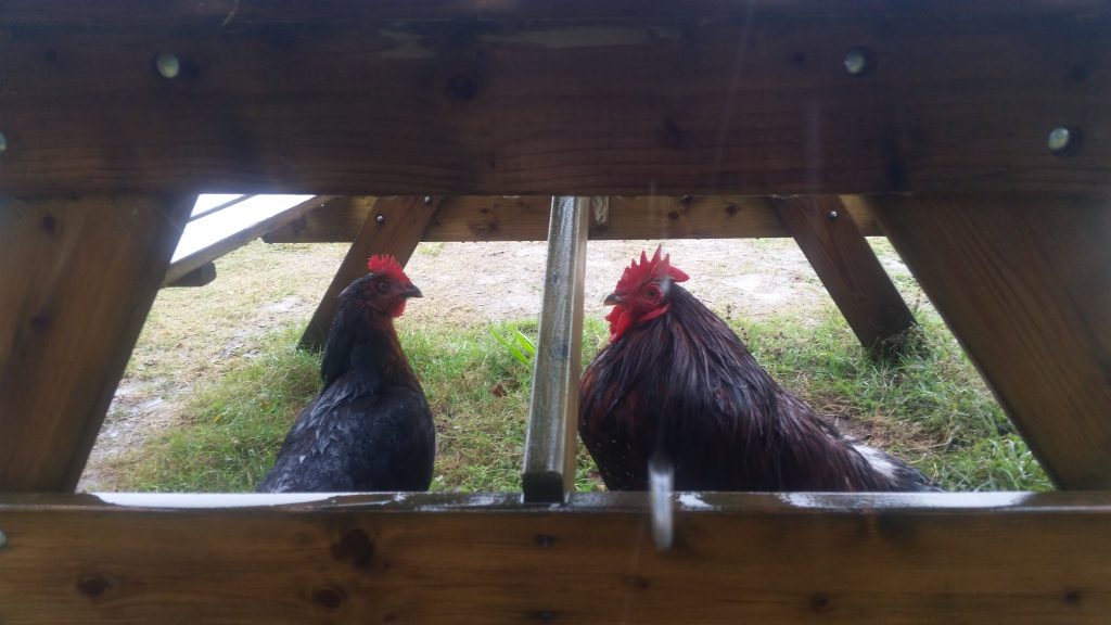 Coq et poule à l'abri sous une table