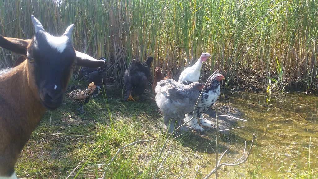 Bébé Chèvre et poules au bord de l'étang