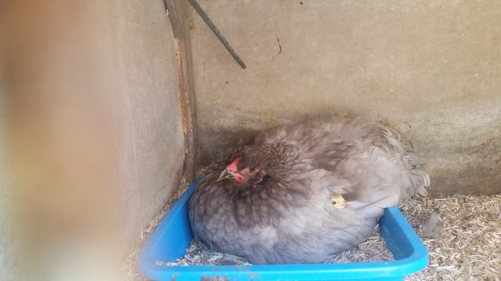 Poule qui couve avec poussin