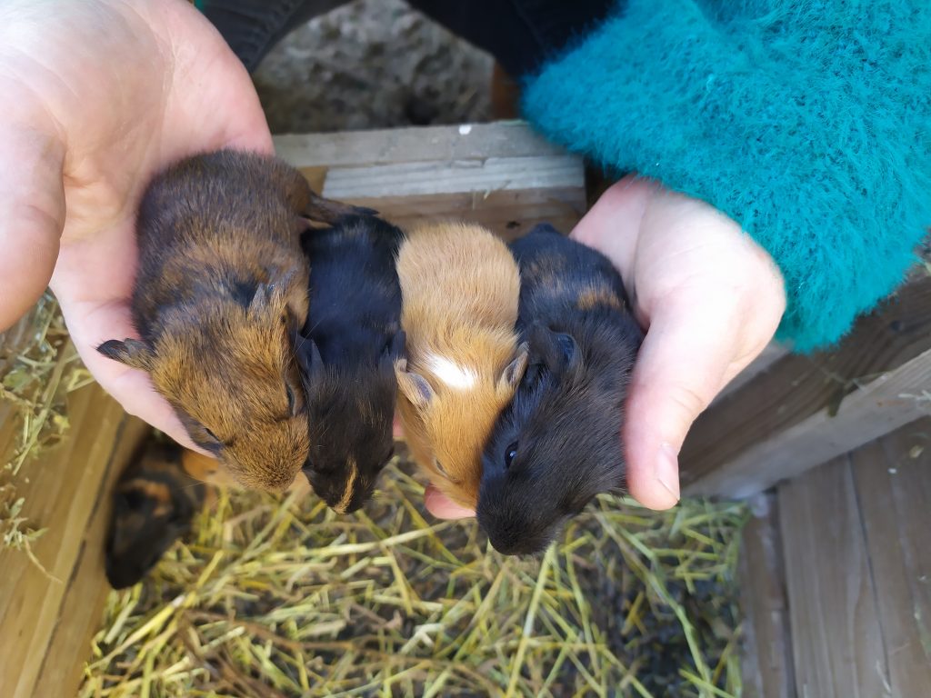 Bébés Cochons d'indes