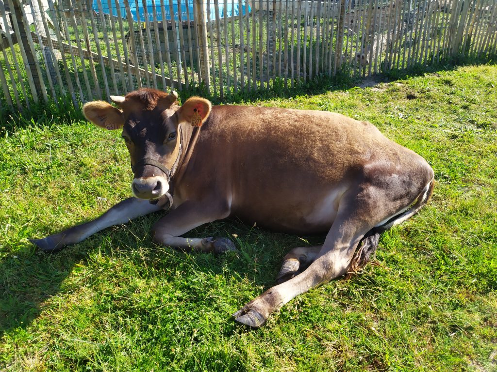 Muguette (vache) affalée