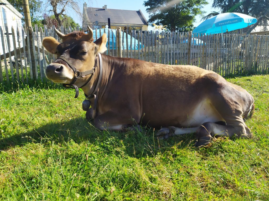 Muguette (vache) couchée