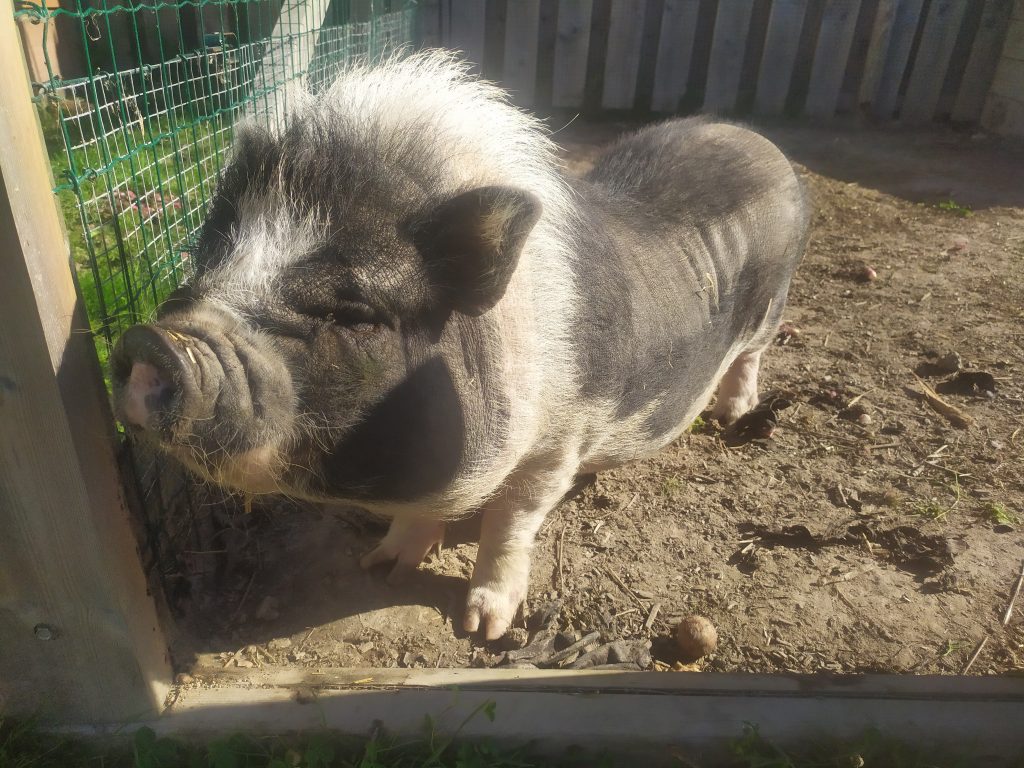 Chipo (cochon) qui dit bonjour